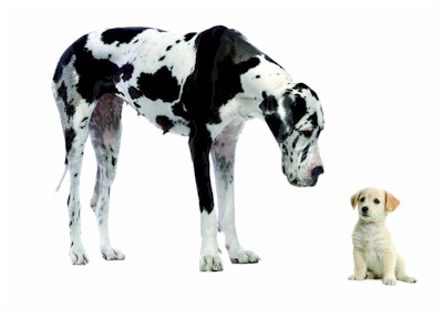 Vet_1Doggeklein
